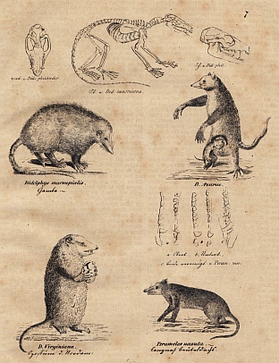 SCHMITZ, J. - Schul-Atlas der Naturgeschichte des Thierreichs. Sugethiere.